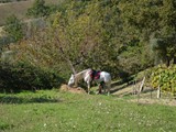 rapino-teramo-sentieri-della-memoria_2014_439