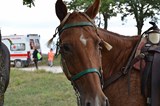 sentieri della memoria rapino 2015 foto 140