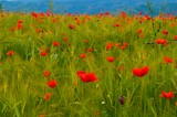 sentieri della memoria Rapino Teramo 2019 foto 154